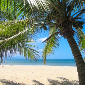 cocos-playa-kiwi-terrenos-trujillo-honduras