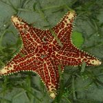 Estrella-de-mar-roja-trujiillo-honduras