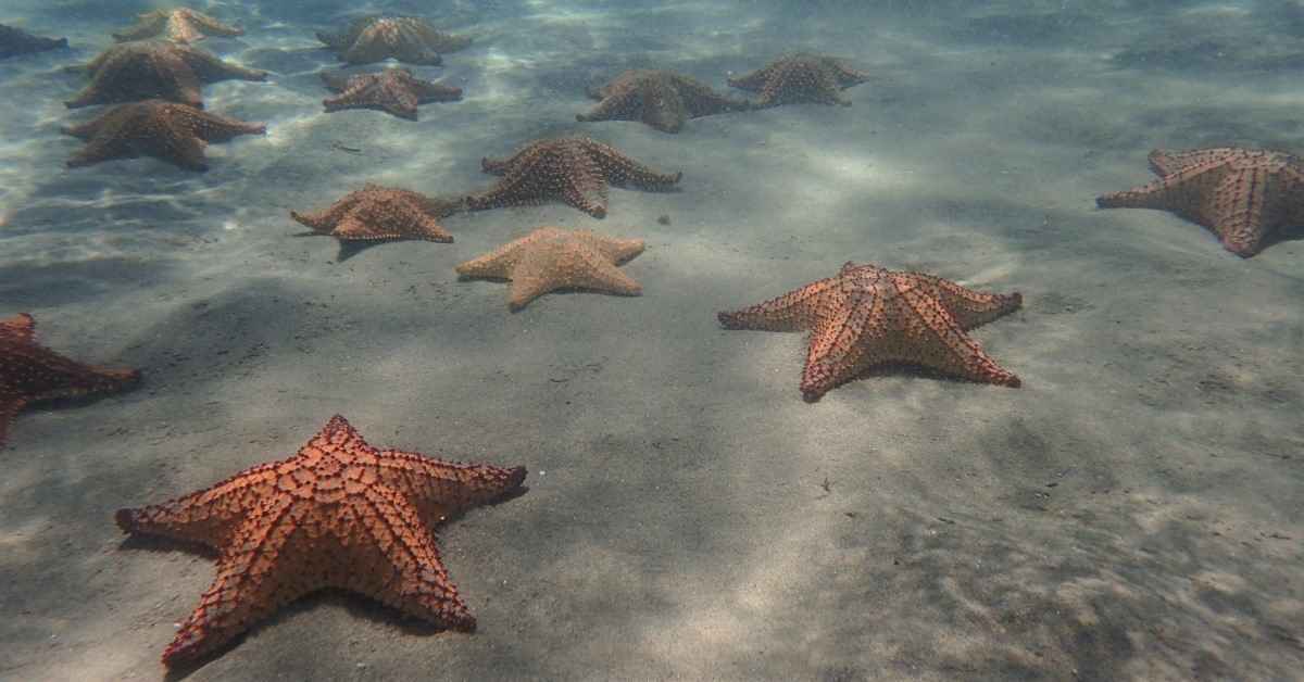 Vista-estrellas-de-mar-la naturaleza-trujillo